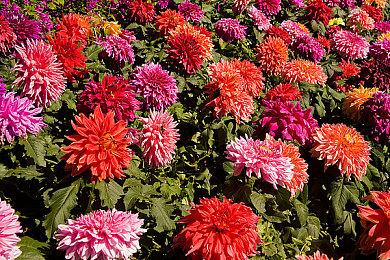 《勇敢小骑士》实机演示 2024年登陆全平台